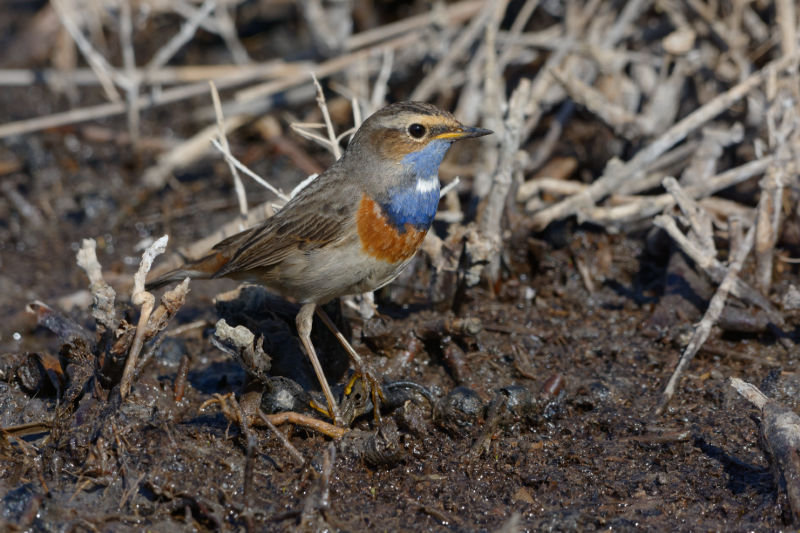 Gorgebleue a miroir.jpg